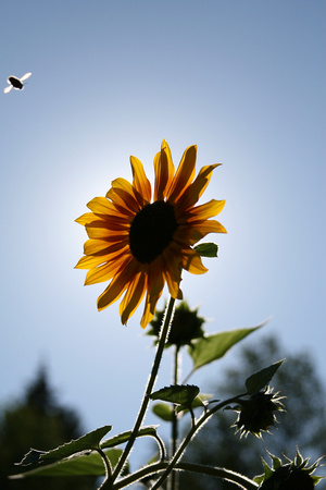 Sunflower - Redmond, WA